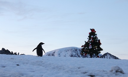 Pinguino natalizio. Foto di Leonardo Proverbio