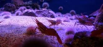 OLIO DI CROSTACEI A COLAZIONE. Il segreto della vitalità di Papa Francesco secondo il sito argentino Valores Religiosos