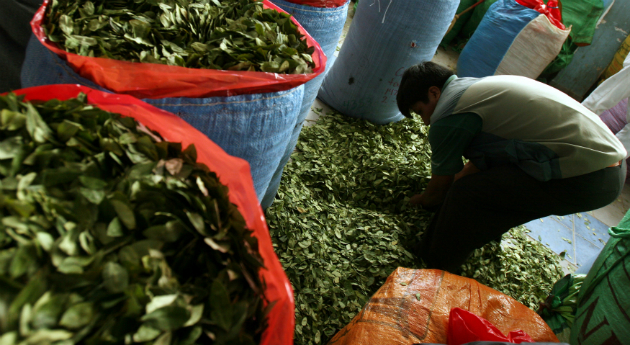 LA COCA O LA PACE. Il dilemma dei contadini della Colombia e i negoziati governo-guerriglia a Cuba LA COCA O LA PACE. Il dilemma dei contadini della Colombia e i negoziati governo-guerriglia a Cuba