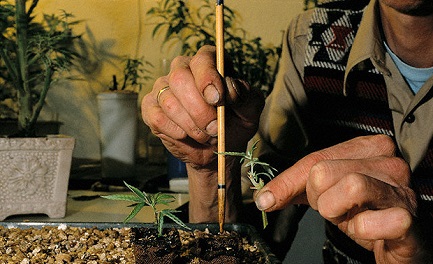 IL SOGNO DELLA MARIHUANA SUL BALCONE. L’Uruguay dei primati – aborto, matrimoni gay con adozione – dà il via alla libera coltivazione della cannabis