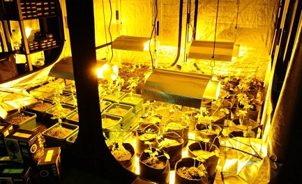 EXPOCANNABIS URUGUAY. L’inebriante profumo della marihuana nella prima esposizione dedicata alla pianta da poco legalizzata nel paese sudamericano EXPOCANNABIS URUGUAY. L’inebriante profumo della marihuana nella prima esposizione dedicata alla pianta da poco legalizzata nel paese sudamericano