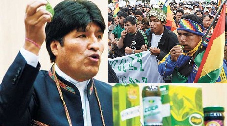 MASTICANDO COCA. Dopo il “bolo” la Bolivia mette in agenda la depenalizzazione della celebre foglia MASTICANDO COCA. Dopo il “bolo” la Bolivia mette in agenda la depenalizzazione della celebre foglia