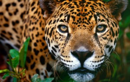 MERCATO NERO DI FELINI. Effetti collaterali dell’ “invasione cinese” in America Latina: in Bolivia a rischio la sopravvivenza del giaguaro
