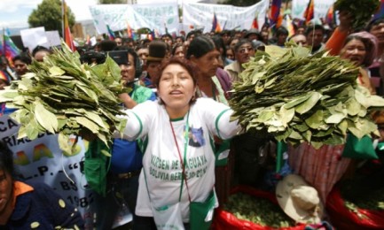 Coca boliviana 1