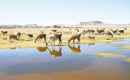 Una mandria di Lama alla frontiera tra Bolivia e Cile. Foto archivio Luis Salazar