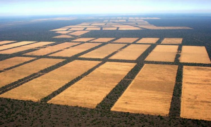 TOP TEN DELLA DEFORESTAZIONE. Tre paesi dell’America Latina nella lista appena stilata della FAO: Brasile, Argentina e Paraguay