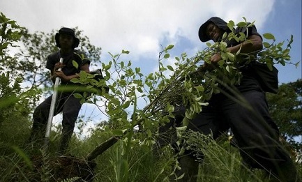 TERRA IN CAMBIO DI COCA. Il nuovo piano del governo colombiano prevede la cessione di terre ai contadini che abbandonano le “coltivazioni illecite”