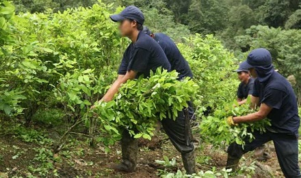 SANTA ALLEANZA CONTRO LA DROGA. Il governo della Colombia e le Farc si alleano nella lotta per lo sradicamento delle coltivazioni illecite