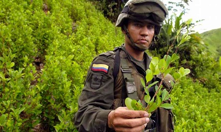 COLOMBIA. MENO ARMI, PIÚ COCA. Si estendono le piantagioni di cocaina nonostante il disarmo della guerriglia. Adesso superano il caffè come prodotto di esportazione