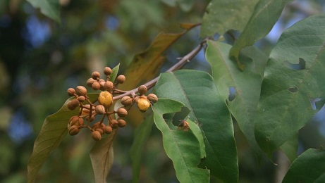 La Vismia Baccifera dell’amazzonia colombiana (Foto Franz Xaver)